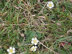 tiny flowers of barren strawberry