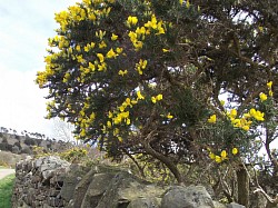 gorse