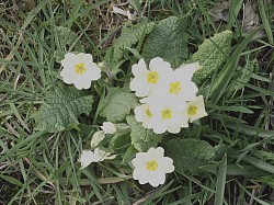 primroses