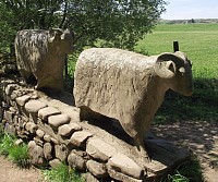 Teeswater sheep