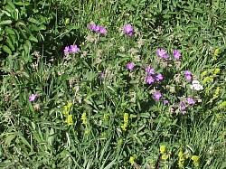 wood cranesbill