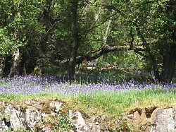 bluebells